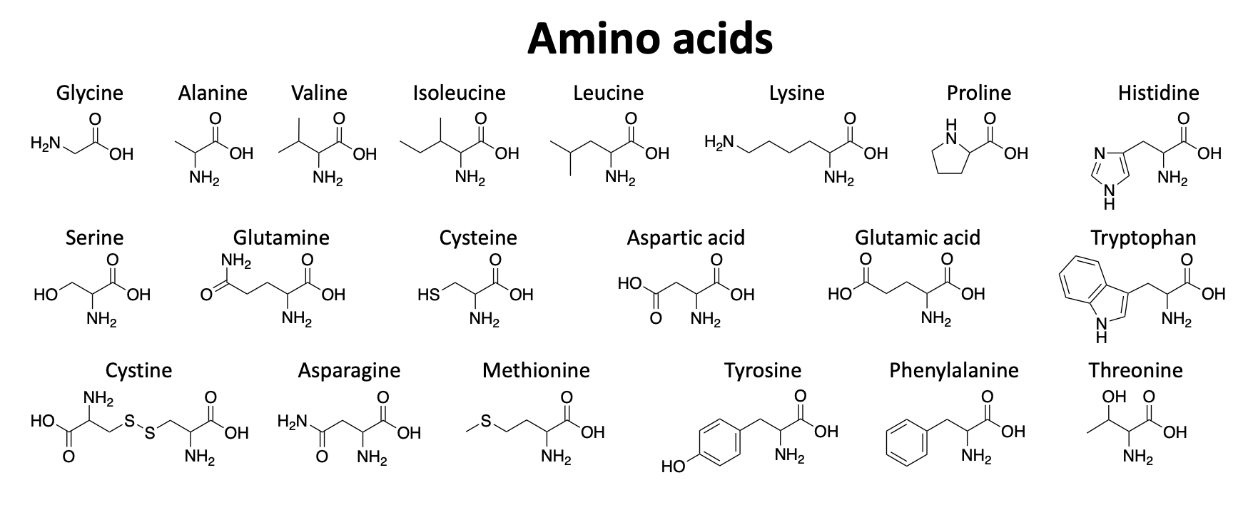 Amino Acids
