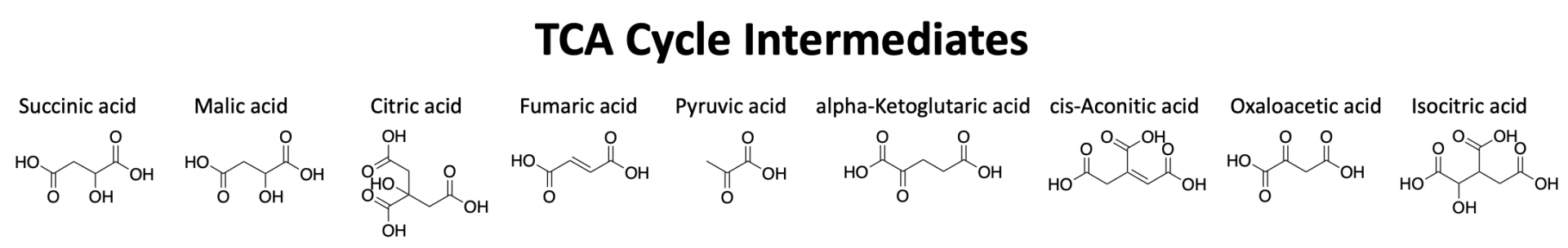 TCA Cycle Intermediates