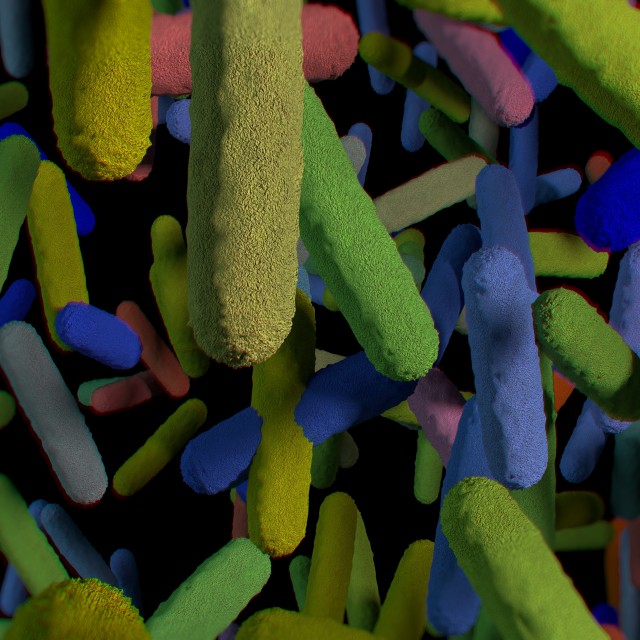 gut bacteria