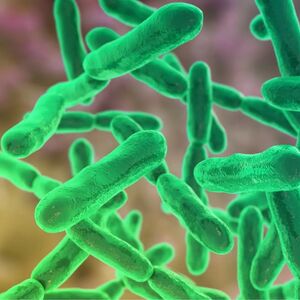 Gut bacteria
